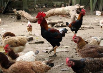 Giống gà mía – Cách chọn và nuôi gà ít bệnh, năng suất cao