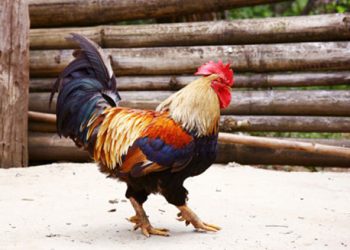 Gà chín cựa – Cách phân biệt và kỹ thuật nuôi gà