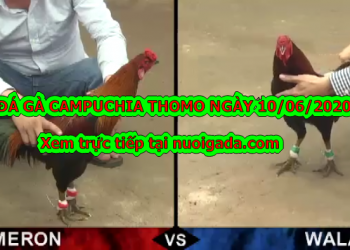 Video đá gà Thomo Mới Nhất ngày 10/6/2020 (tuyển chọn)