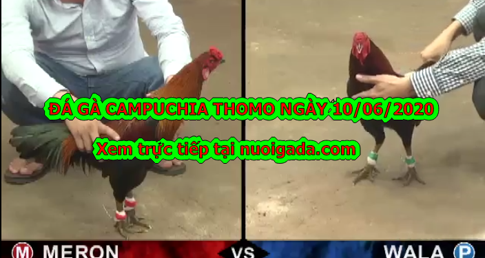 Video đá gà Thomo Mới Nhất ngày 10/6/2020 (tuyển chọn)