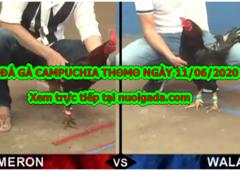 Xem đá gà cựa sắt Campuchia Kinh Điển ngày 11/6/2020
