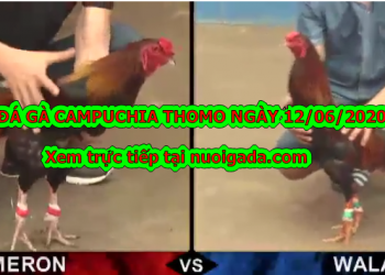 Tuyển chọn video đá gà cựa sắt đặc sắc ngày 12/6/2020