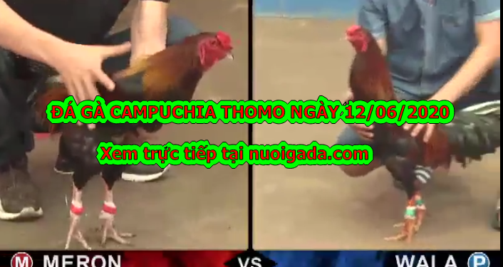Tuyển chọn video đá gà cựa sắt đặc sắc ngày 12/6/2020