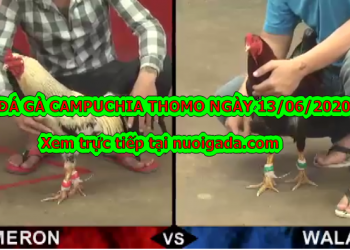 Video clip đá gà Live Cực Hay ngày 13/6/2020