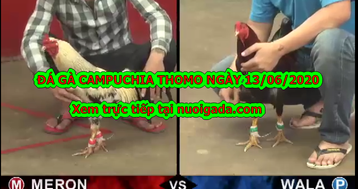 Video clip đá gà Live Cực Hay ngày 13/6/2020