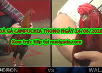 Tuyển tập video đá gà trực tuyến ngày 14/6/2020