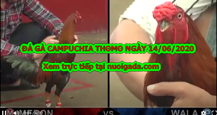 Tuyển tập video đá gà trực tuyến ngày 14/6/2020