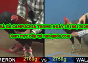 Xem đá gà hôm nay (trực tiếp) ngày 15/6/2020