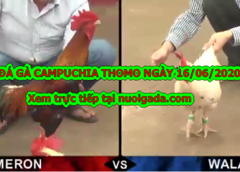 Tuyển tập video đá gà Campuchia mới nhất ngày 16/6/2020