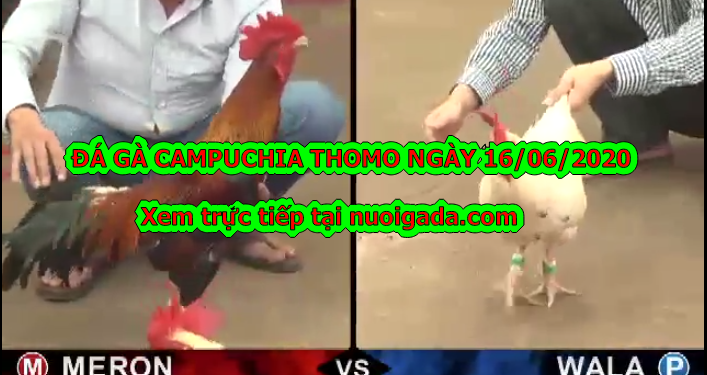 Tuyển tập video đá gà Campuchia mới nhất ngày 16/6/2020