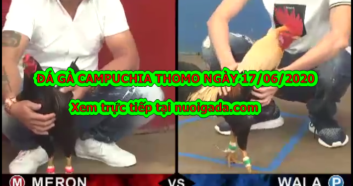 Xem đá gà casino ngày 17/6/2020 (KHÔNG Giật Lag)