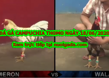 [Nảy lửa] Video đá gà trực tiếp bình luận ngày 18/6/2020