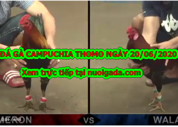 Tuyển chọn clip đá gà cựa sắt Campuchia ngày 20/6/2020