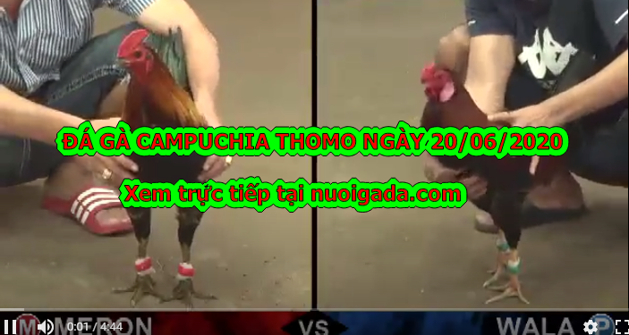 Tuyển chọn clip đá gà cựa sắt Campuchia ngày 20/6/2020