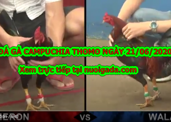 Tuyển chọn video đá gà cựa sắt CPC Thomo ngày 21/6/2020