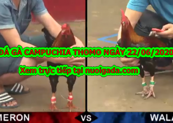 Coi đá gà hôm nay Hay Nhất ngày 22/6/2020