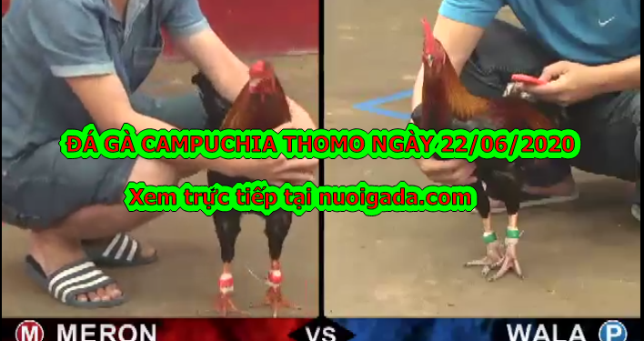Coi đá gà hôm nay Hay Nhất ngày 22/6/2020