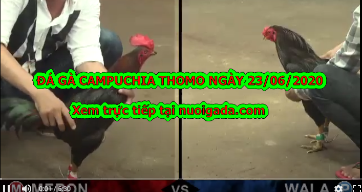 Tuyển chọn video đá gà trực tiếp casino ngày 23/6/2020