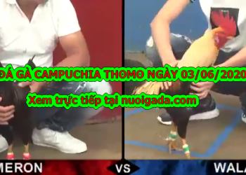 Video đá gà trực tiếp c1 đẳng cấp ngày 3/6/2020