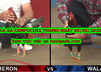 Clip đá gà trực tiếp casino Mới Nhất ngày 5/6/2020