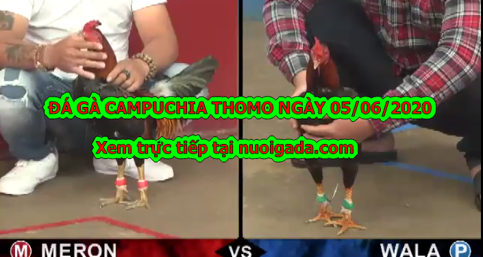 Clip đá gà trực tiếp casino Mới Nhất ngày 5/6/2020