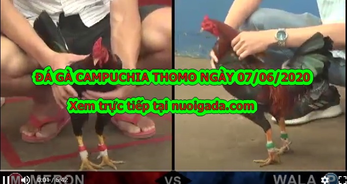 Xem đá gà Thomo LIVE ngày 7/6/2020