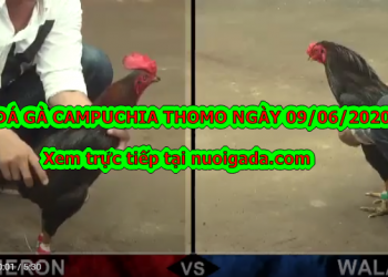 Tuyển tập video đá gà trực tiếp casino ngày 9/6/2020