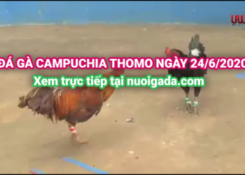 đá gà trực tiếp 2406