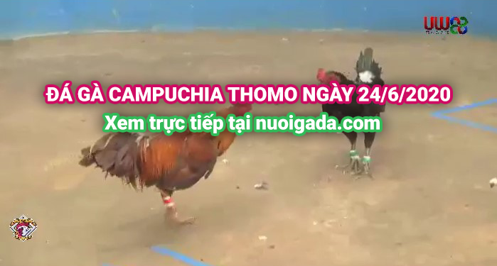 đá gà trực tiếp 2406
