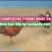 đá gà trực tiếp 2406