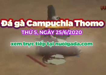 đá gà trực tiếp