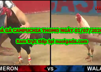 Xem đá gà casino Cực Hay ngày 01/07/2020