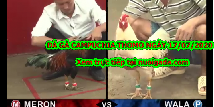 Xem đá gà cựa dao trực tiếp ngày 17/7/2020
