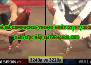 đá gà trực tuyến