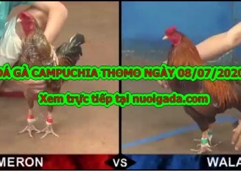 trực tiếp đá gà Hôm Nay