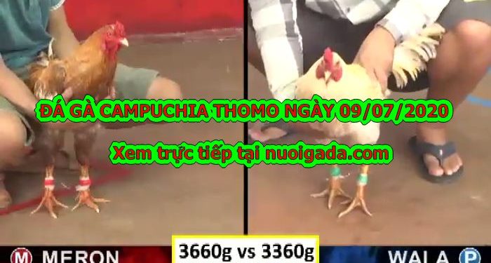 đá gà tre Thomo