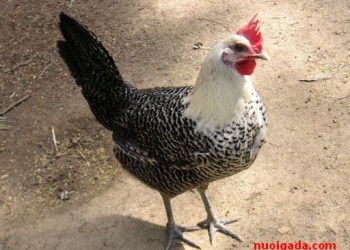Hướng dẫn cách nuôi Gà Ai Cập siêu trứng đạt tỷ lệ cao