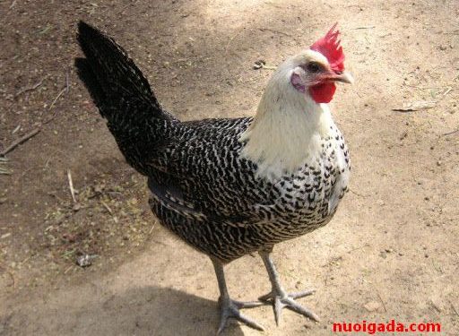 Hướng dẫn cách nuôi Gà Ai Cập siêu trứng đạt tỷ lệ cao