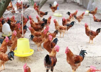 Gà Lương Phượng