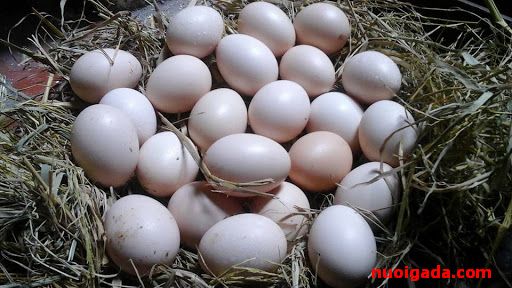 Gà Ai Cập siêu trứng