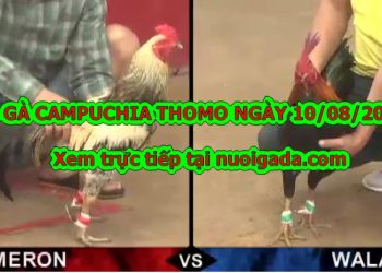 Đá gà trực tiếp