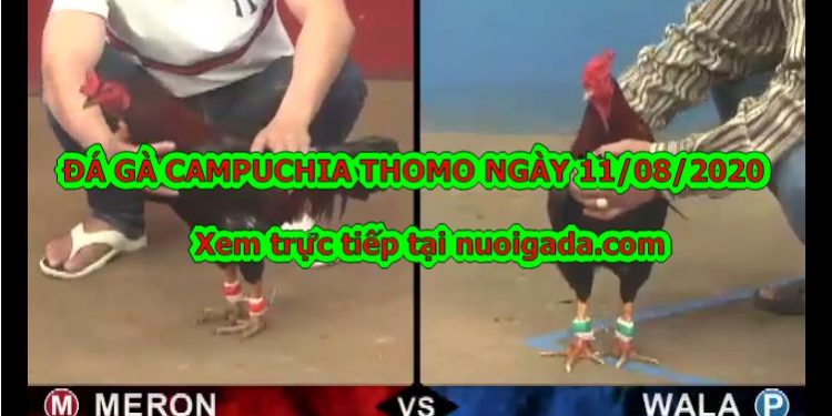Đá gà trực tiếp 999 Hôm Nay