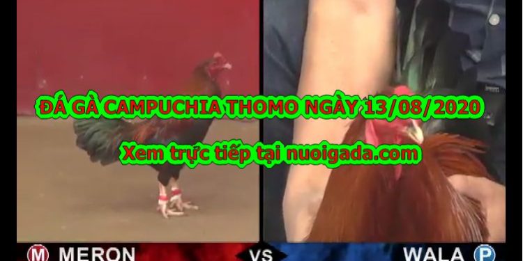 đá gà Thomo Hôm Nay