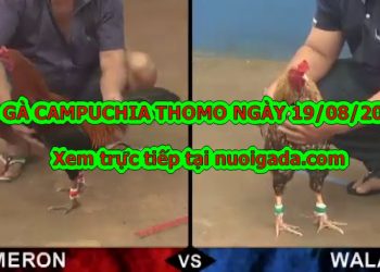 trực tiếp đá gà CAM