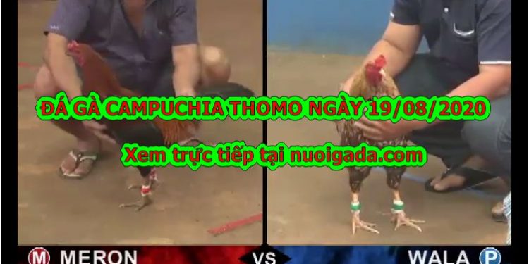 trực tiếp đá gà CAM