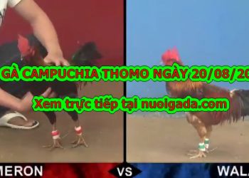 đá gà cựa dao trực tiếp