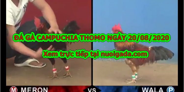 đá gà cựa dao trực tiếp