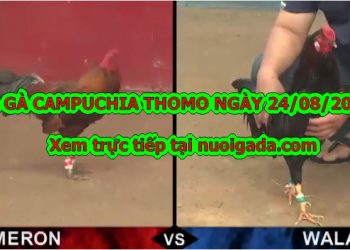 đá gà Thomo trực tiếp