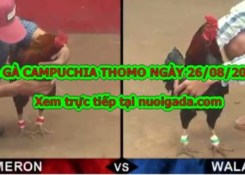 Clip đá gà Thomo Mới Nhất
