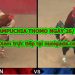 Clip đá gà Thomo Mới Nhất